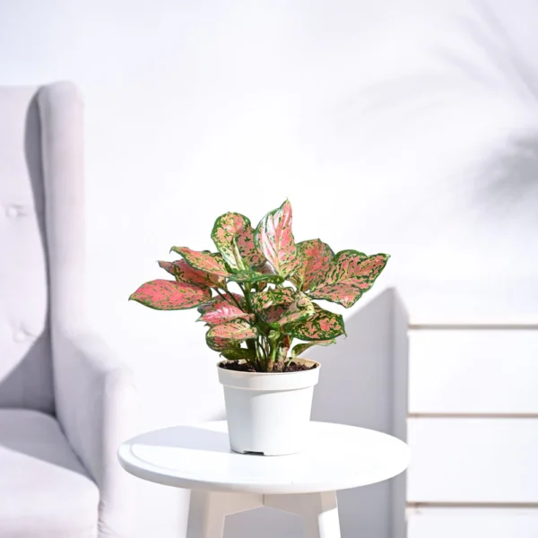 Aglaonema